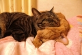 猫枕　1