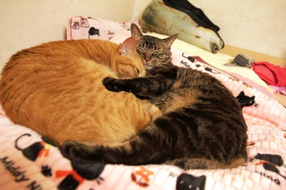 猫画像｜抱き合い寝