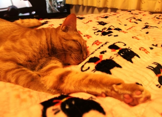 猫画像｜伸び～寝