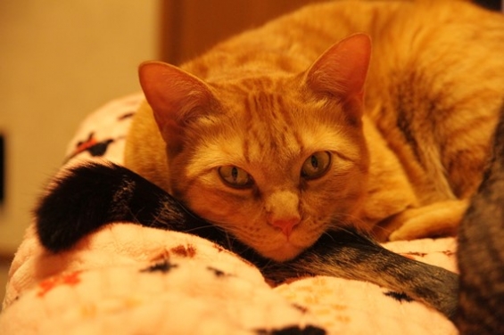 猫画像｜シッポ枕