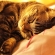 猫画像｜マグシートの上で爆睡中