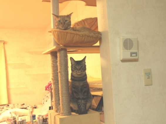 猫画像｜タワーで2ショット
