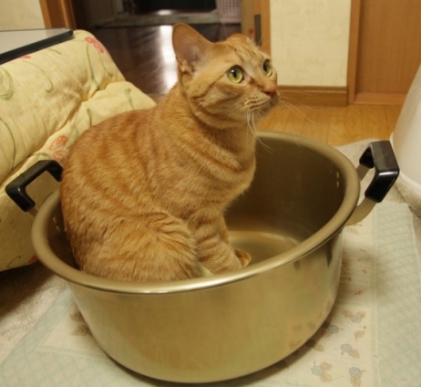 猫画像｜猫鍋　エイト