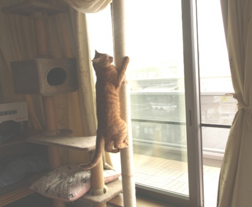 猫画像｜木登りタワー