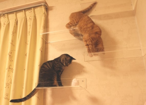 猫画像｜キャトウォークで遊ぶ2ニャン