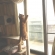 猫画像｜木登りタワー