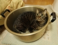 猫鍋　セブン