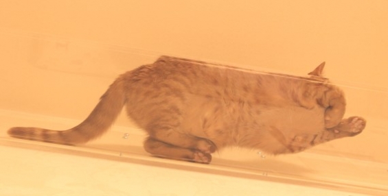 猫画像｜箱寿司ニャン