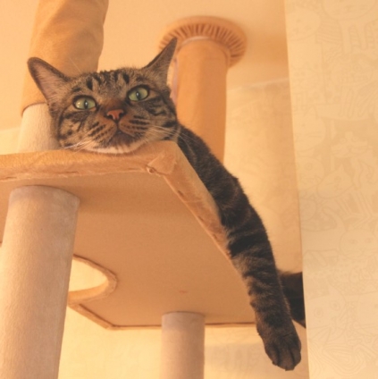 猫画像｜タワー上段のセブン