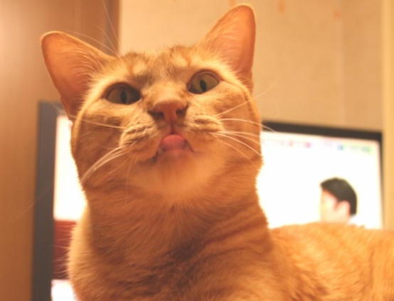 猫画像｜舌チョロ