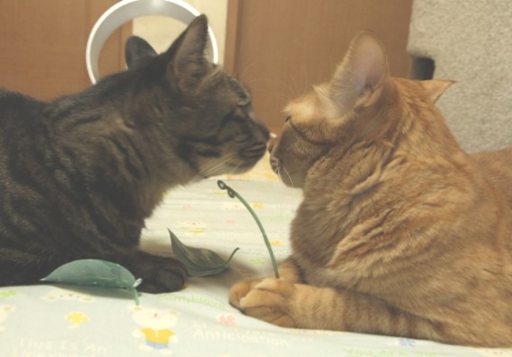 猫画像｜鼻KISS