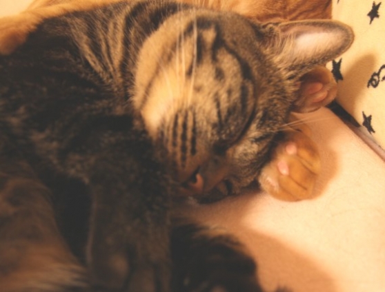 猫画像｜腕枕