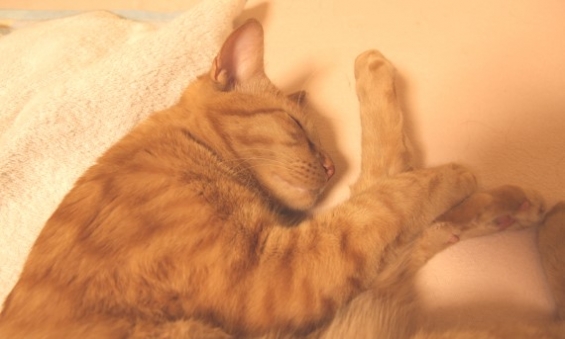 猫画像｜ストレッチ寝