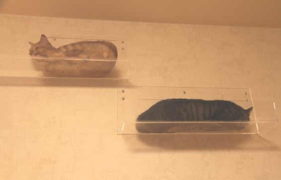 猫画像｜壁掛けオブジェ