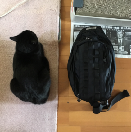 猫画像｜黒いバッグ×2個