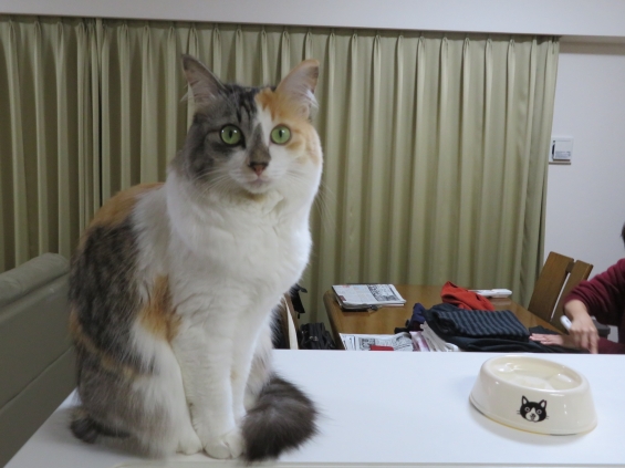猫画像｜幸－064