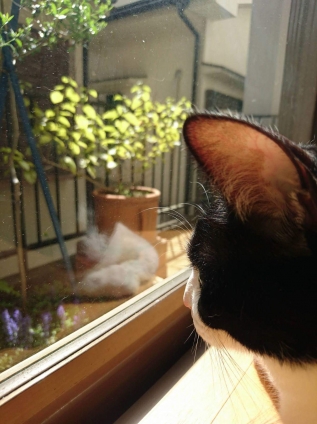 猫画像｜あ、アジュカが咲いてる!