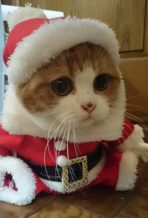 猫画像｜クリスマスにはちょっと早い(*_*)