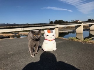 猫画像｜散歩