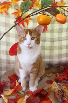 猫画像｜紅葉の季節