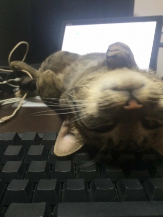 猫画像｜キーボード枕