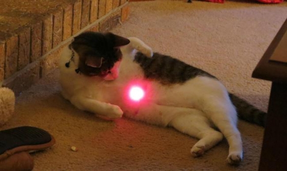 猫画像｜Pointeur Laser Chat
