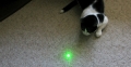 laser vert chat