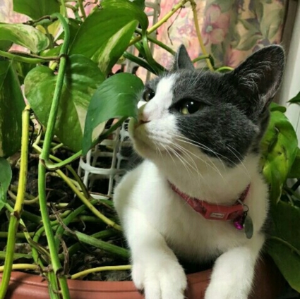 猫画像｜猫と観葉植物