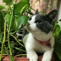 猫と観葉植物