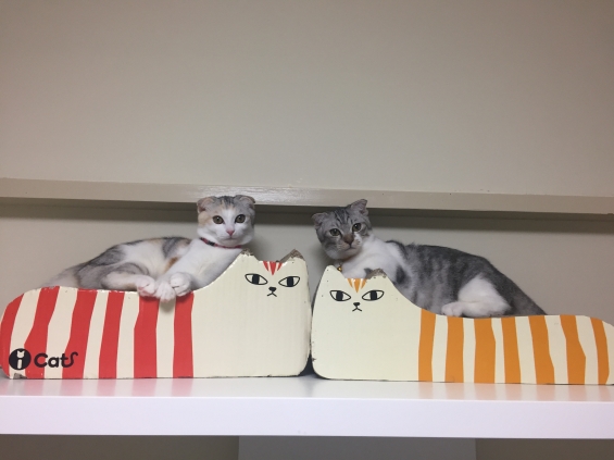 猫画像｜セシルとタイガ