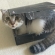 猫画像｜箱に入るマンチカンの子猫