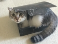箱に入るマンチカンの子猫