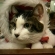 猫画像｜２年前のクリスマス