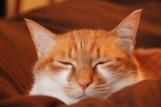 猫画像｜至福の眠り♡メルでーす！