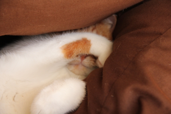 猫画像｜秋…眠いニャ～２♡メルでーす！