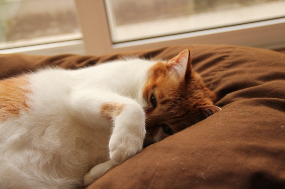 猫画像｜眠いニャ～♡メルでーす！