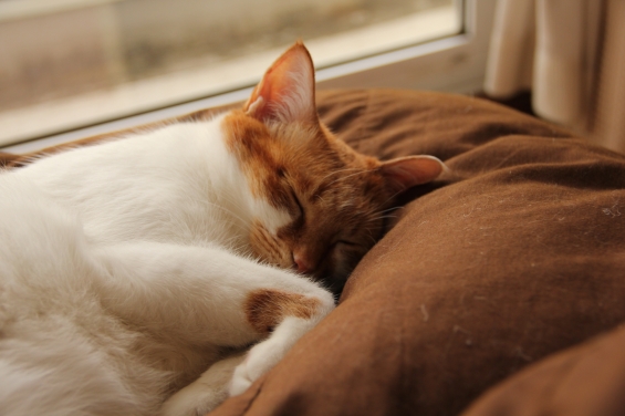 猫画像｜眠りニャ～す♡メルでーす！
