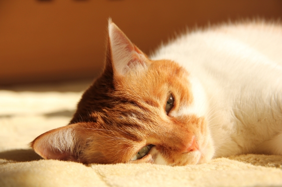 猫画像｜眠いから目が重いニャ♡メルでーす！