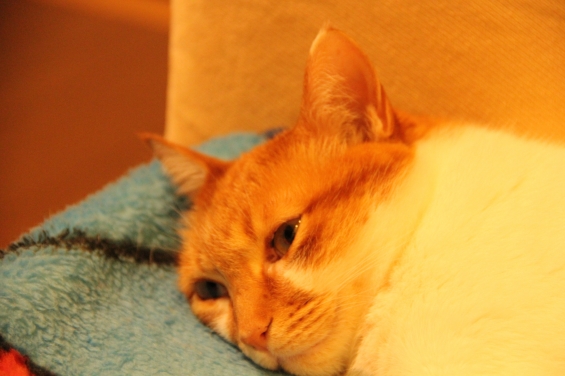 猫画像｜眠いニャ～zzz♡メルでーす！