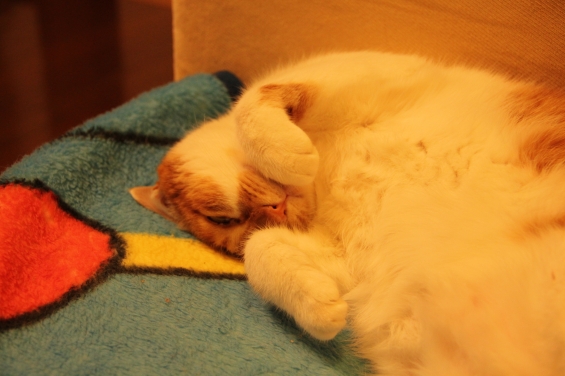 猫画像｜寝てニャ～す♡メルでーす！