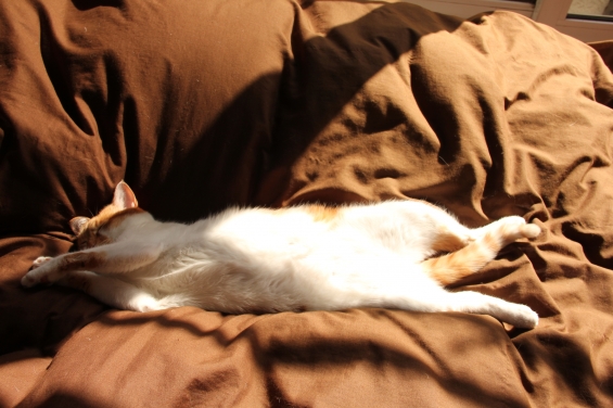 猫画像｜至福の昼寝メル２♡メルでーす！