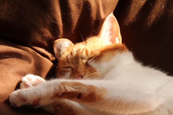 猫画像｜至福の昼寝メル３♡メルでーす！