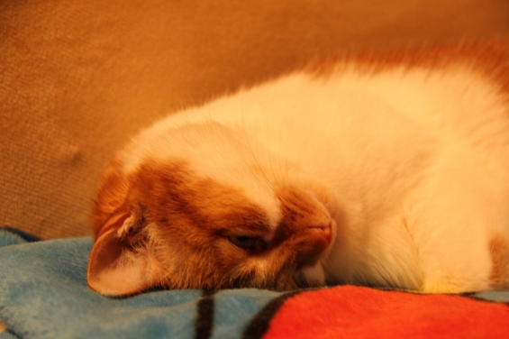 猫画像｜眠いから寝てニャ～す♡メルでーす！