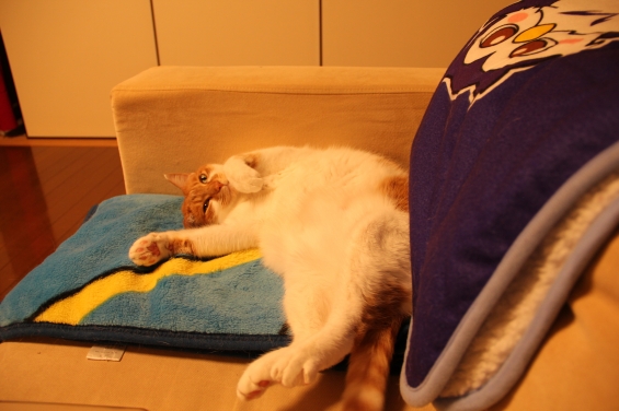 猫画像｜眠いニャ～♡メルでーす！