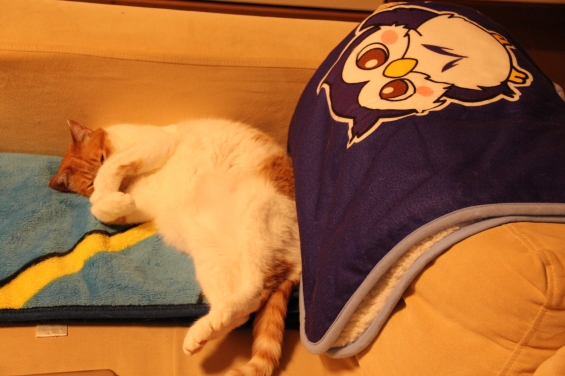 猫画像｜寝ニャ～す♡メルでーす！