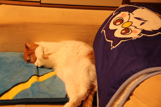 猫画像｜しばらく寝ニャ～す♡メルでーす！