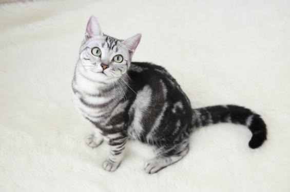 猫画像｜白い絨毯に溶け込む猫