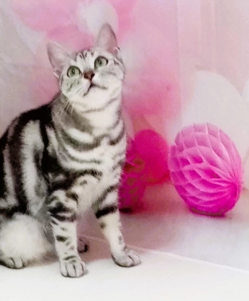 猫画像｜ピンクと白のコントラスト