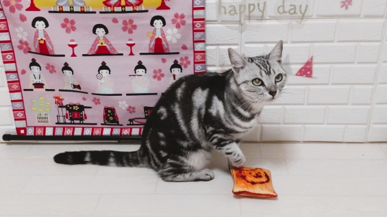 猫画像｜ティコの雛祭り