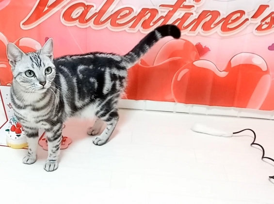 猫画像｜ティコのバレンタイン